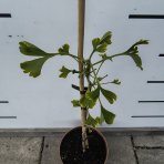 Ginko dvojlaločné (Ginkgo biloba) – výška 30-50 cm, kont. C2L